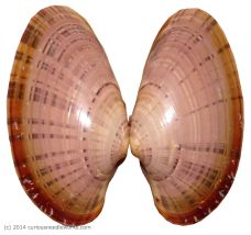 Macrocallista nimbosa (Sunray Venus) found on Shell Island, NC